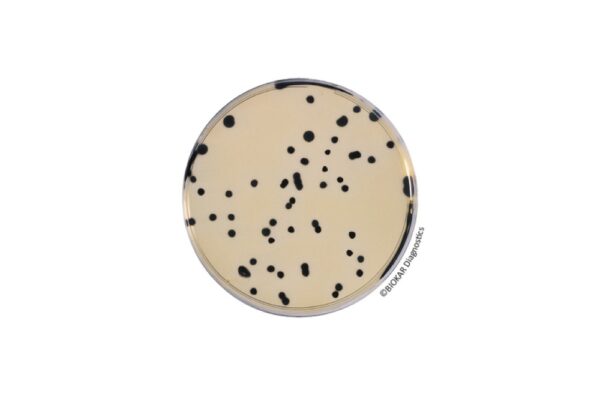 Image_TEC_INS_Biokar_Dehydrated_02_1000x665_JPG Image_TEC_INS_Biokar_Dehydrated_02_1000x665_JPG